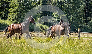 Thoroughbred horses gallop across the meadow