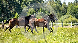 Thoroughbred horses gallop across the meadow