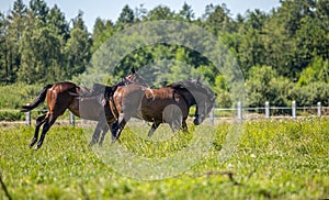 Thoroughbred horses gallop across the meadow