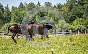 Thoroughbred horses gallop across the meadow