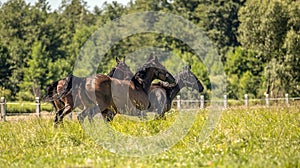 Thoroughbred horses gallop across the meadow