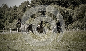 Thoroughbred horses gallop across the meadow