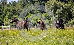 Thoroughbred horses gallop across the meadow