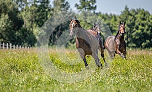 Thoroughbred horses gallop across the meadow