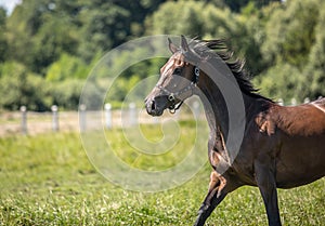 Thoroughbred horses gallop across the meadow