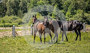 Thoroughbred horses gallop across the meadow