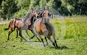 Thoroughbred horses gallop across the meadow