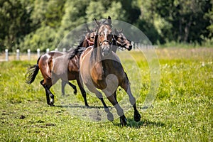 Thoroughbred horses gallop across the meadow