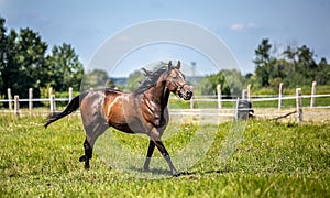 Thoroughbred horses gallop across the meadow