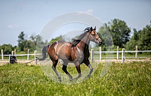 Thoroughbred horses gallop across the meadow