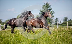 Thoroughbred horses gallop across the meadow