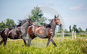 Thoroughbred horses gallop across the meadow