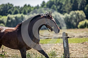 Thoroughbred horses gallop across the meadow