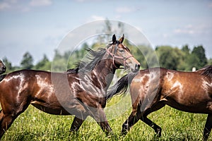 Thoroughbred horses gallop across the meadow