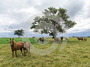 Thoroughbred horses grazing at cloudy day in a field