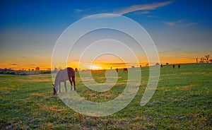 Thoroughbred Horses grazing at Dusk