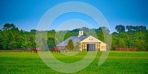 Thoroughbred horses grazing in a field with horse barn