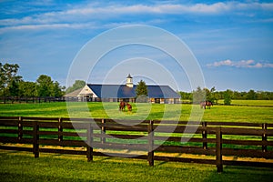 Thoroughbred horses grazing in a field with horse barn in the background