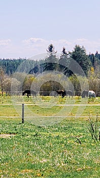 Thoroughbred horses grazing in field next to forest. Beautiful rural landscape. Vertical photo.