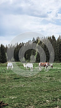 Thoroughbred horses grazing in field next to forest. Beautiful rural landscape. Vertical photo.