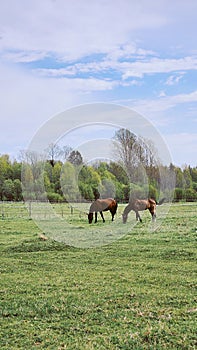 Thoroughbred horses grazing in field next to forest. Beautiful rural landscape. Vertical photo.