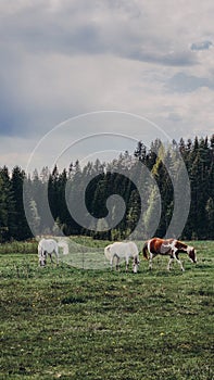 Thoroughbred horses grazing in field next to forest. Beautiful rural landscape. Vertical photo.