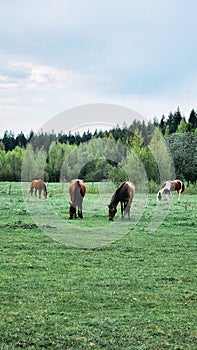 Thoroughbred horses grazing in field next to forest. Beautiful rural landscape. Vertical photo.