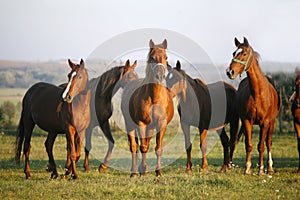 Thoroughbred Horses Grazing in a Green Field in Rural Pastureland