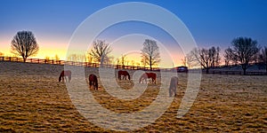 Thoroughbred horses grazing at sunrise in a field.