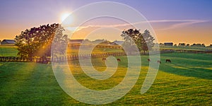 Thoroughbred Horses Grazing at Sunset photo