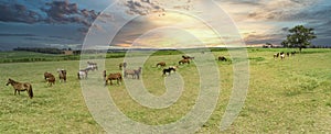 Thoroughbred horses grazing at sunset in a field