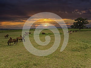 Thoroughbred horses grazing at sunset in a field