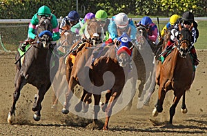 Thoroughbred Horses Head Down the Homestretch