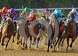 Thoroughbred Horses Head Down the Homestretch