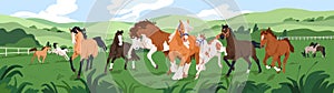 thoroughbred horses herd at equine ranch. Stallions group frolicking outdoors at farm. Many domestic animals of