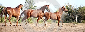 Thoroughbred horses running free