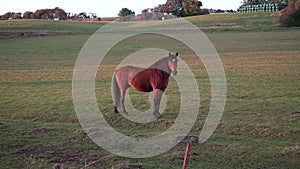 Thoroughbred horses walking in a field at sunrise.