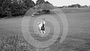 Thoroughbred horses walking in a field at sunrise.