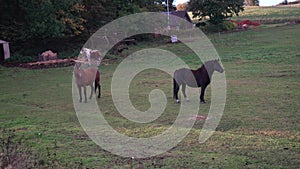 Thoroughbred horses walking in a field at sunrise.