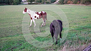 Thoroughbred horses walking in a field at sunrise.