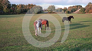 Thoroughbred horses walking in a field at sunrise.