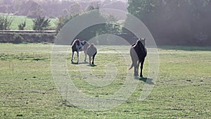 Thoroughbred horses walking in a field at sunrise. beautiful horses