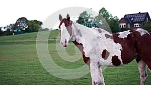 Thoroughbred horses walking in a field at sunrise. beautiful horses