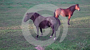 Thoroughbred horses walking in a field at sunrise. beautiful horses