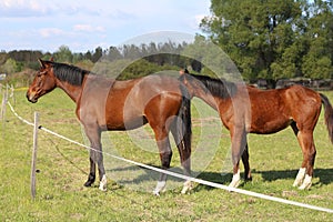 Thoroughbred horses walking and grazing in green meadow in beautiful morning springtime