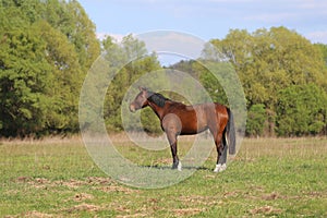 Thoroughbred horses walking and grazing in green meadow in beautiful morning springtime