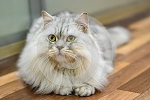 Thoroughbred lazy thick white Scotch British breed cat