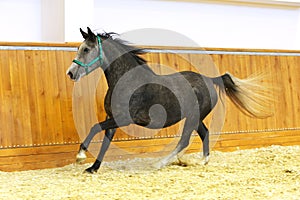 Thoroughbred lipizzan horse canter empty riding hall