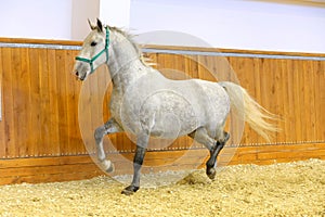 Thoroughbred lipizzan horse canter empty riding hall