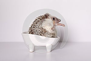 Thoroughbred male African pygmy hedgehog wash in bath on white background